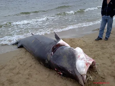 Какая рыба водилась в Азовском море сто лет назад | Новини