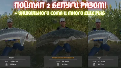 Белуга/Beluga - Рыбы - Fishing Planet Forum