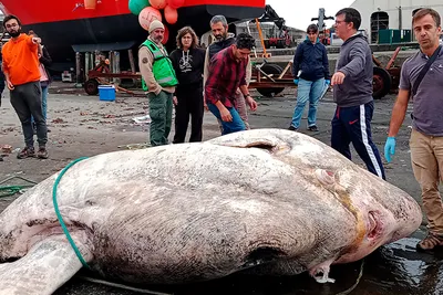 Самая большая в мире рыба: фото, видео, описание китовой акулы