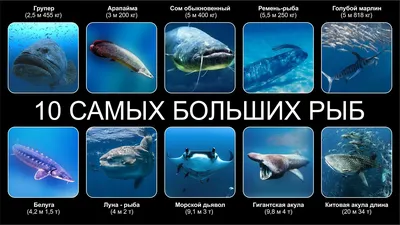 Самая большая рыба черного моря - 71 фото