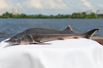 В Азовском море водилась царь-рыба весом до тонны | Пикабу