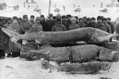 Гигантскую рыбу-луну поймали на Курилах и скормили диким медведям -  14.09.2017, Sputnik Беларусь