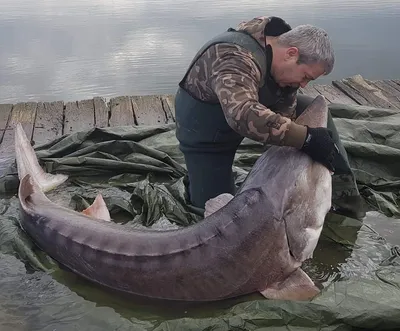 Калуга и амурский осетр (Низовья Амура, Хабаровский край)