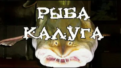 Калуга рыба (198 фото) - фото - картинки и рисунки: скачать бесплатно