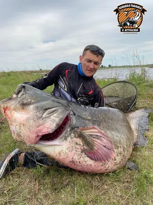 В Астраханской области поймали сома-гиганта на 124 килограмма