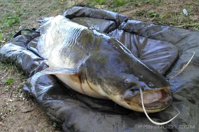 Сом обыкновенный (Silurus glanis) | FishingBY.com