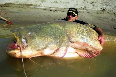 Сом обыкновенный (Silurus glanis) | FishingBY.com