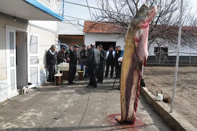 Гигантского сома выловили рыбаки в Сырдарье (фото, видео) — Новости Шымкента