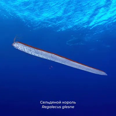 Самая длинная рыба в мире фото фотографии