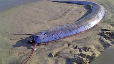 Рекордный улов: Поймана самая большая рыба на удочку в России | Рыболовные  Приключения | Дзен