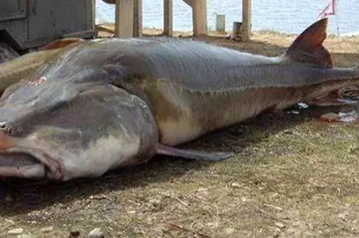 Самая крупная рыба (из класса костных) в мире: masterok — LiveJournal