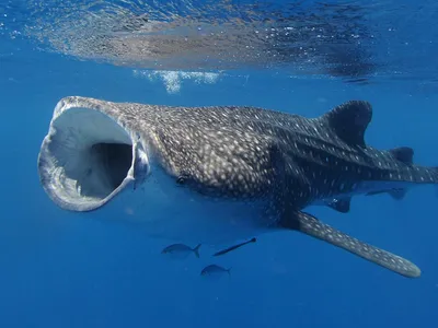 Моремания - ПРОДОЛЖЕНИЕ 11. Рыбы, за исключением некоторых угрей, не умеет  плавать хвостом вперёд. 12. Рыба-камень — самая ядовитая рыба в мире. 13.  Самая большая в мире рыба — большая китовая акула🦈 ,