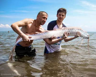 Самая большая рыба в Казахстане - Рыболовная база Завидово