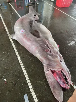 Самая большая рыба в мире. Китовая акула » uCrazy.ru - Источник Хорошего  Настроения