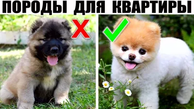 Самые дорогие собаки в мире — субъективный рейтинг | Pet7