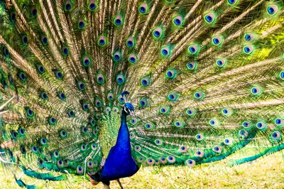 Павлин самая красивая птица среди куриных | Aves de compañía, Pavo real  albino, Pájaros hermosos