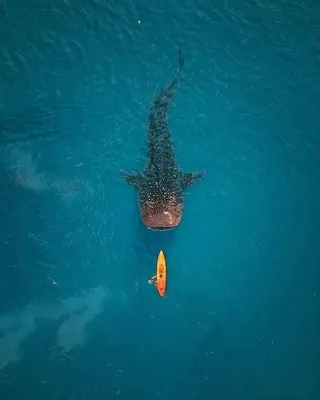 Самая крупная рыба за всю историю человека | Морской Царь | Дзен