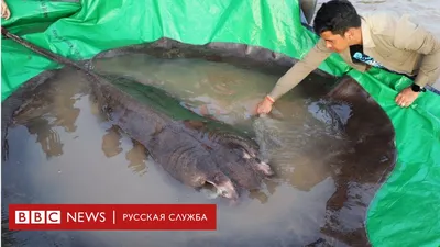 Самая большая рыба в мире» — создано в Шедевруме