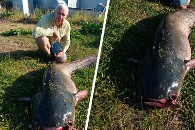 Самая большая рыба в Казахстане - Рыболовная база Завидово