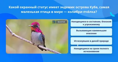 PPT - К О Л И Б Р И PowerPoint Presentation, free download - ID:5600759