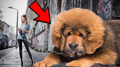 Продана самая дорогая собака в мире! | Huge dogs, Giant dogs, Fluffy dogs