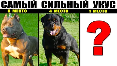 Самая сильная собака в мире 🐕» — создано в Шедевруме