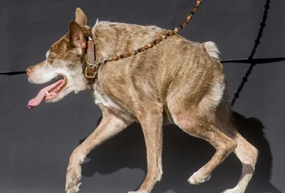 Необычное: самая уродливая собака 2014 | ФОТО НОВОСТИ | World ugliest dog,  Ugly dogs, Chinese crested dog