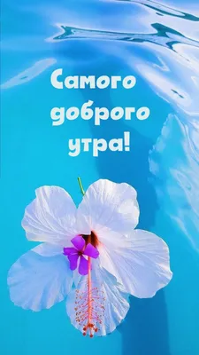 Самого доброго утра#Самого доброго дня#💐❤️💐❤️💐❤️💐 | TikTok