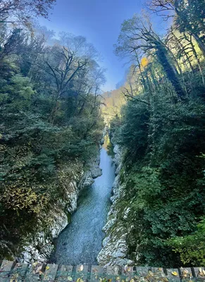 Самшитовая роща Сочи фото фотографии