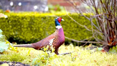 Класс Птицы (Aves)