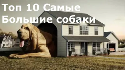 САМЫЕ БОЛЬШИЕ СОБАКИ. ТОП 10 | ТОП САМЫХ ЛУЧШИХ | Дзен