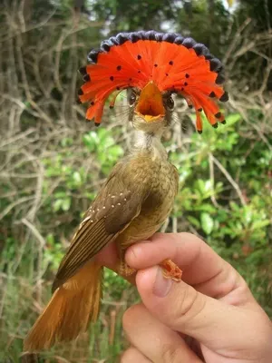 Ramphocelus dimidiatus | Beautiful birds, Pretty birds, Wild birds