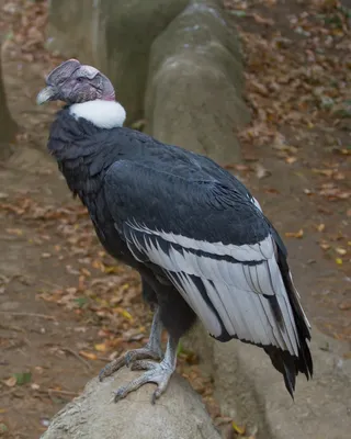 Самые красивые птицы в мире\"