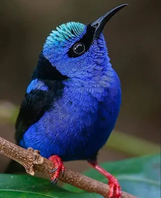 🦜Самые красивые и редкие райские птицы в мире, подарят нам в этот  праздничный день ,хорошее настроение на целый день! | Жанна Аттар | Дзен