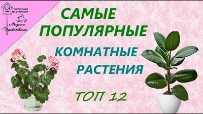 Хлорофитум - Как ухаживать в домашних условиях – Советы, рекомендации