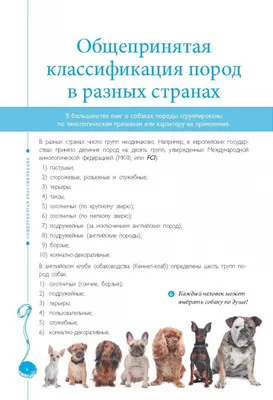 Названы самые популярные породы собак у россиян в 2022 году | РИА «Стрела»