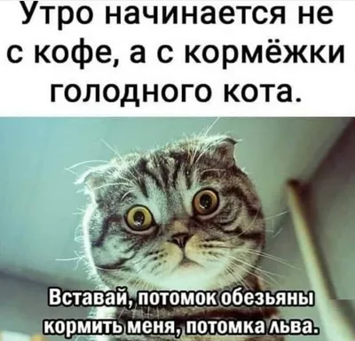 Открытка «Твои шутки самые смешные» ШКЯ — шутки, кайф, яшперица купить в  Санкт-Петербурге с доставкой сегодня на Dari Dari