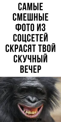 Самые смешные видео во вселенной – смотреть онлайн все 13 видео от Самые  смешные видео во вселенной в хорошем качестве на RUTUBE