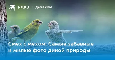 Лягушка, которая смогла, енот-ниндзя и обезьяна на жирафе: самые смешные  снимки диких животных – 2021