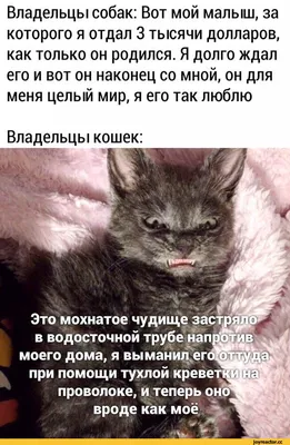 PETSROOM Шапка для кошек и собак шапочка для кота уши зайца смешные