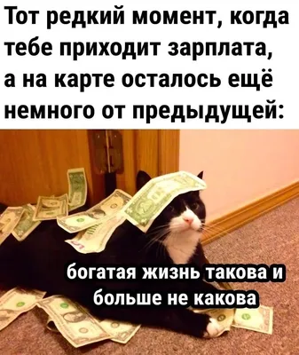 Смешные фото кошек до слез! 😄😂😝😹 Самые угарные, забавные, прикольные,  шутливо-беззаботные фото котиков, которые поднимут настроение | Все про  кошек | Дзен