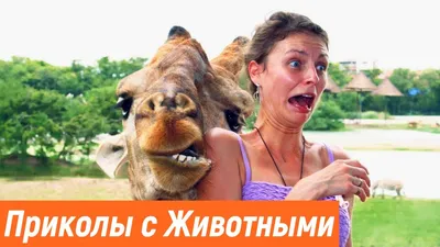 САМЫЕ СМЕШНЫЕ ВИДЕО МЕМЫ 2020! Убойная РЖАКА ДО СЛЁЗ - Domi Show! - YouTube