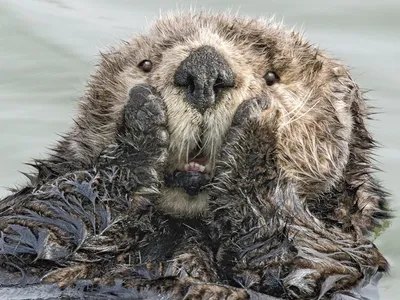 Опубликованы фото победителей конкурса Comedy Wildlife Photography Awards  2022 | РБК Life