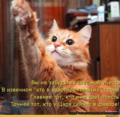 Самые милые котята в мире - 63 фото