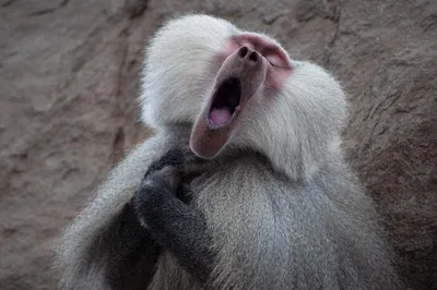 Самые смешные фотографии животных Comedy Wildlife Photography Awards 2022 |  Пикабу