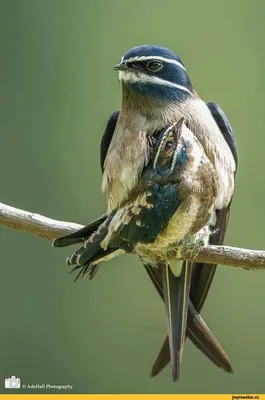 Скворец, который ненавидит понедельники”. 11 смешных фото Comedy Wildlife  Photography Awards: 21 мая 2021, 15:32 - новости на Tengrinews.kz