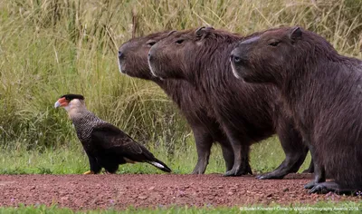 Финалисты The Comedy Wildlife Photography Awards 2018