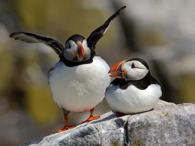 Рыба-улыбака и стесняющийся медведь: Comedy Wildlife Photography выбрала самые  смешные фото животных 2020 года - Новости на KP.UA