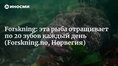 Forskning (Норвегия): эта рыба теряет по 20 зубов каждый день  (Forskning.no, Норвегия) | 07.10.2022, ИноСМИ