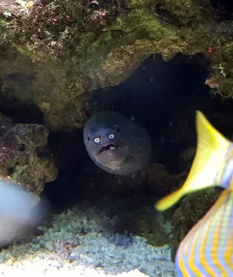 Proof That Eels Are The Cutest Animals Ever